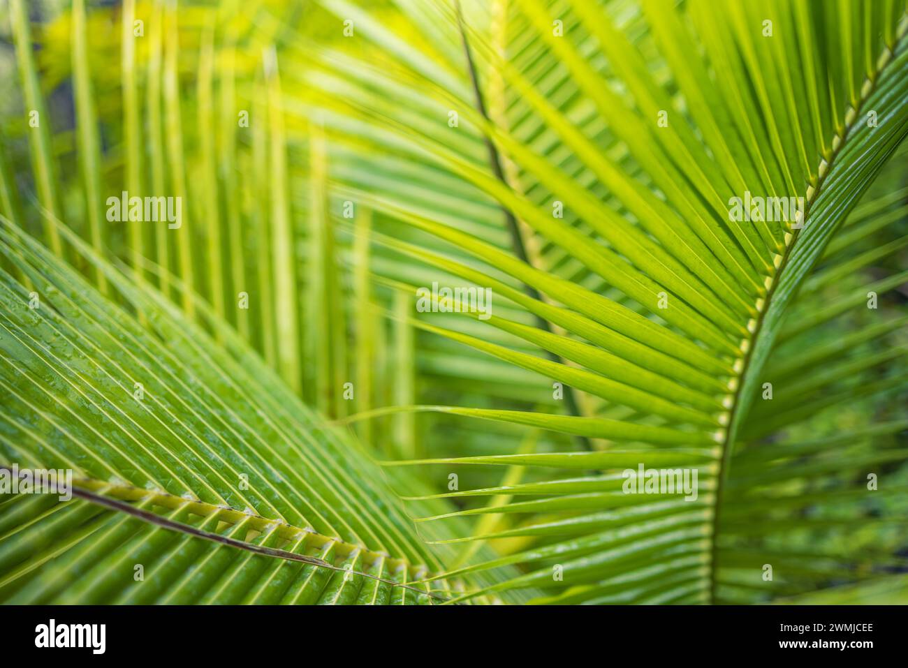 Foglie di palma tropicali da primo piano e ombre, esotico sfondo verde naturale astratto e lussureggiante, texture dai toni scuri. Giardino solare parco vegetale estivo Foto Stock