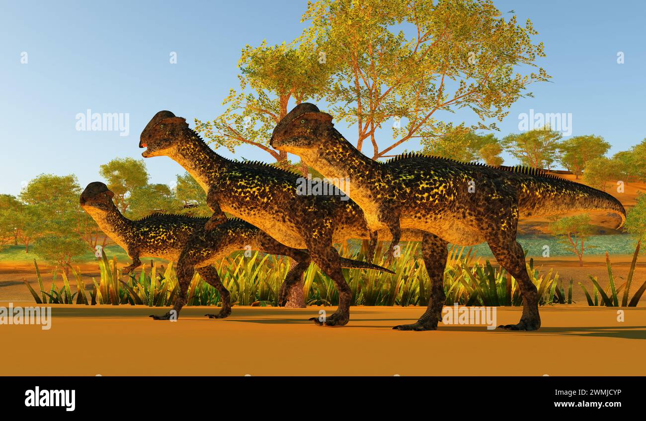 Stegoceras era un dinosauro erbivoro dalla testa a cupola che visse in Nord America durante il periodo Cretaceo. Foto Stock