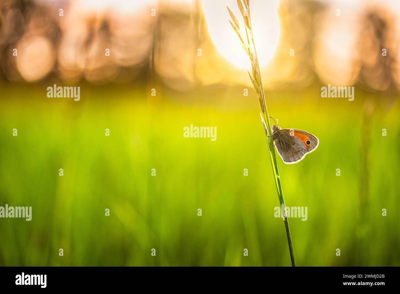 Bella natura primo piano, fiori estivi farfalla sotto la luce del sole. Luce sfocata tramonto natura prato natura farfalla campo come scena primaverile estiva Foto Stock