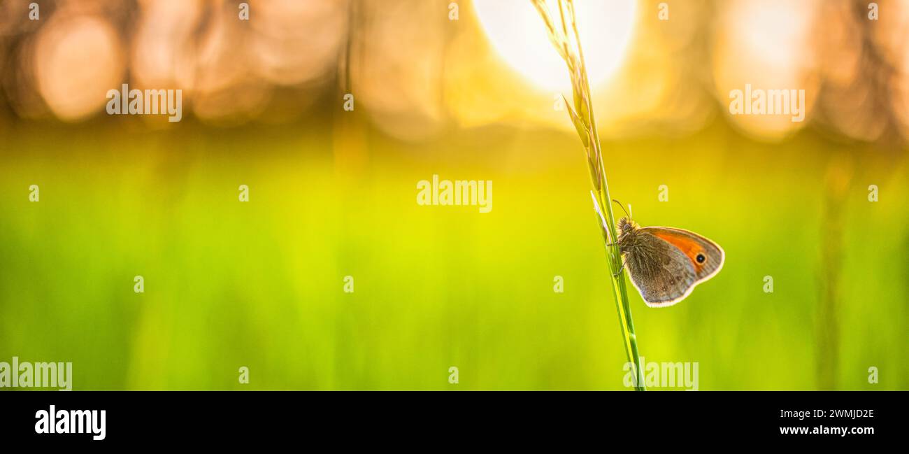 Bella natura primo piano, fiori estivi farfalla sotto la luce del sole. Luce sfocata tramonto natura prato natura farfalla campo come scena primaverile estiva Foto Stock