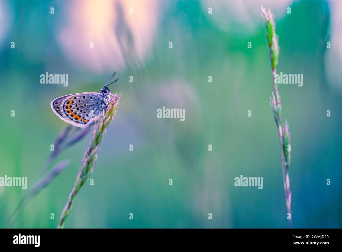 Natura il concetto di sfondo e bellissimo prato estivo dello sfondo. Natura ispiratrice closeup. Natura tranquilla closeup, calma e a farfalla colorata Foto Stock