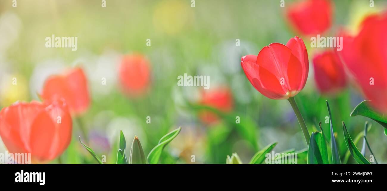 Un paesaggio naturale primaverile ravvicinato. Tulipani rossi colorati che fioriscono sotto la luce soffusa del sole su una vegetazione fresca e lussureggiante sfondo sfocato. Romanticismo floreale Foto Stock