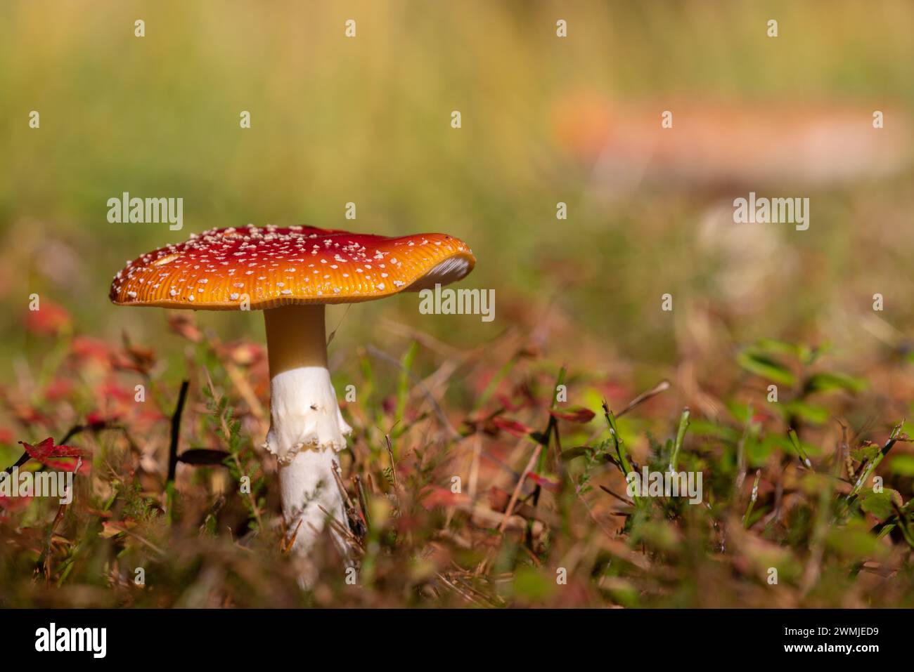 Fungo rosso e bianco per lo sgabello che cresce sul terreno nei colori autunnali Foto Stock