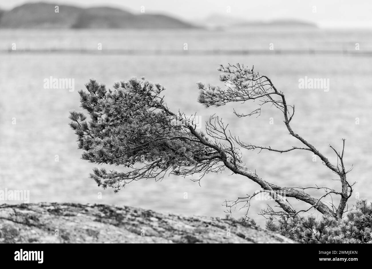 Alberi di pino che si piegano nel vento sulla costa frastagliata dell'oceano. Foto Stock