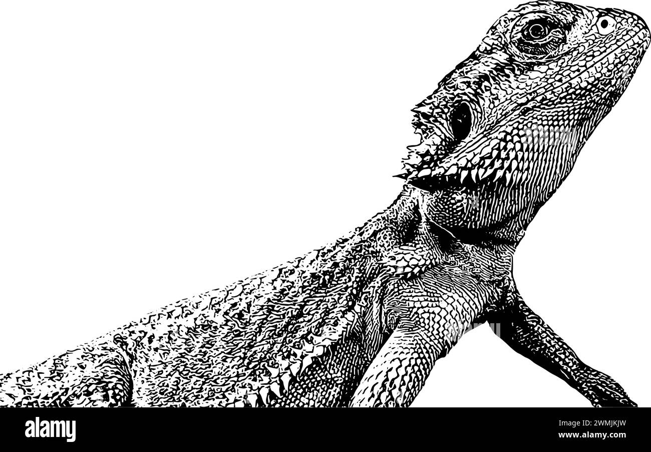 Schizzo di lucertola con drago barbuto, in nero, isolato Illustrazione Vettoriale