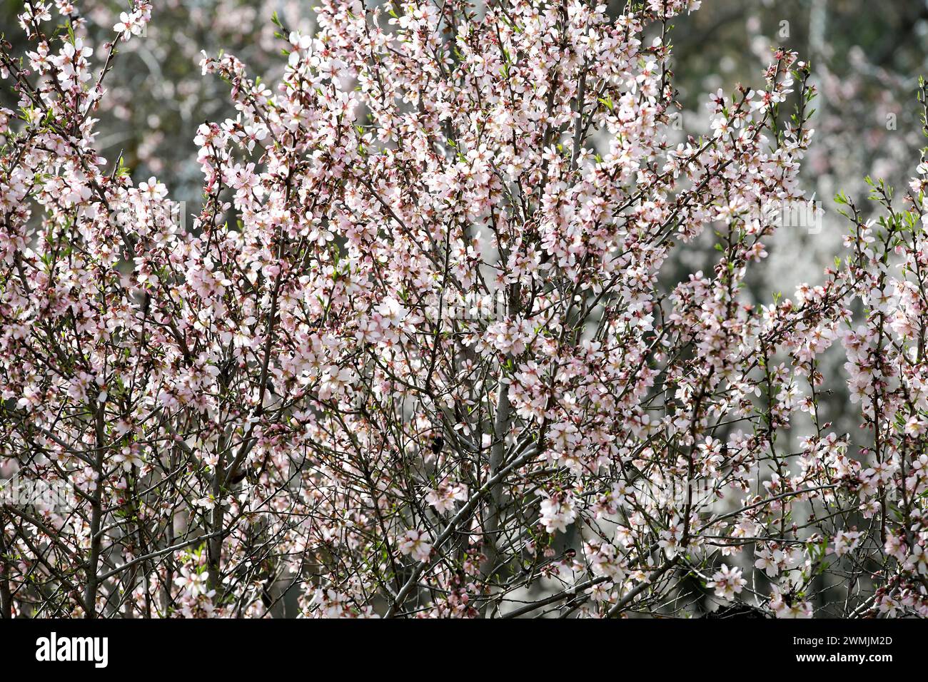 Madrid Spagna; 02/26/2024.- gli alberi di mandorlo fanno crescere a la Quinta de los Molinos vestono di rosa. I primi fiori iniziano a germogliare in quello che è un fenomeno effimero che può essere goduto per sole due settimane. La sua fioritura si svolge tra i mesi di gennaio e febbraio, dando origine a un fiore bianco e rosa. L'albero di mandorlo presenta fiori suggestivi in tonalità bianche e rosa che annunciano l'arrivo della primavera. Quest'anno la fioritura è stata anticipata e non è positivo che venga anticipata, perché più avanti è, più giorni di rischio abbiamo a che fare con il gelo Foto Stock