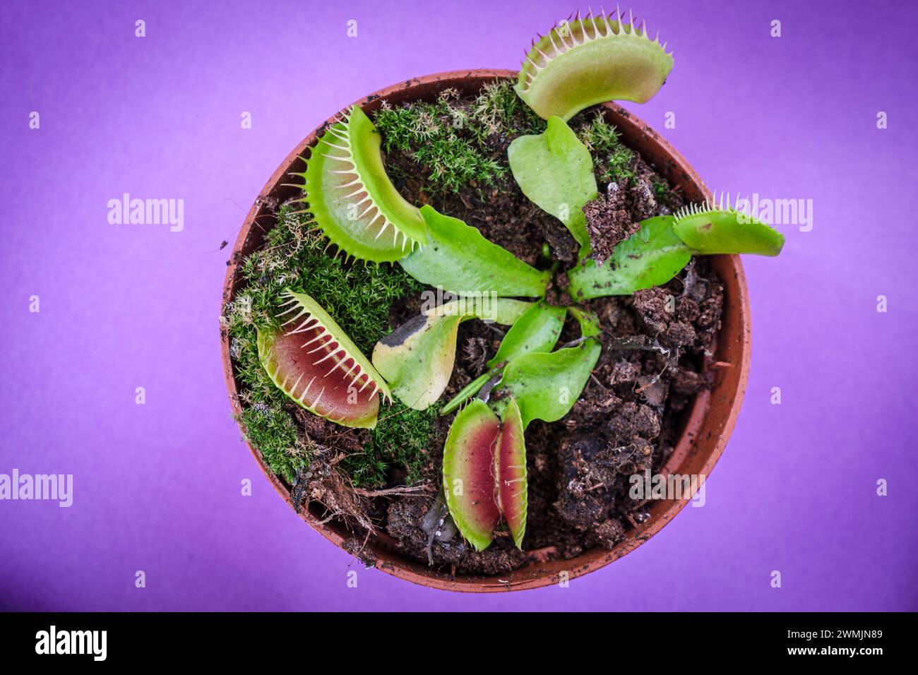 Pianta carnivora, Dionaea muscipula , Maiorca, Isole Baleari, Spagna Foto Stock