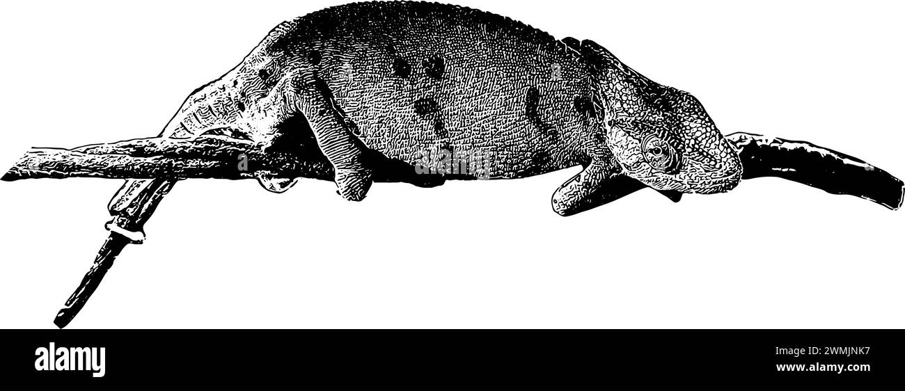 Chameleon su uno schizzo di diramazione, in nero, isolato Illustrazione Vettoriale