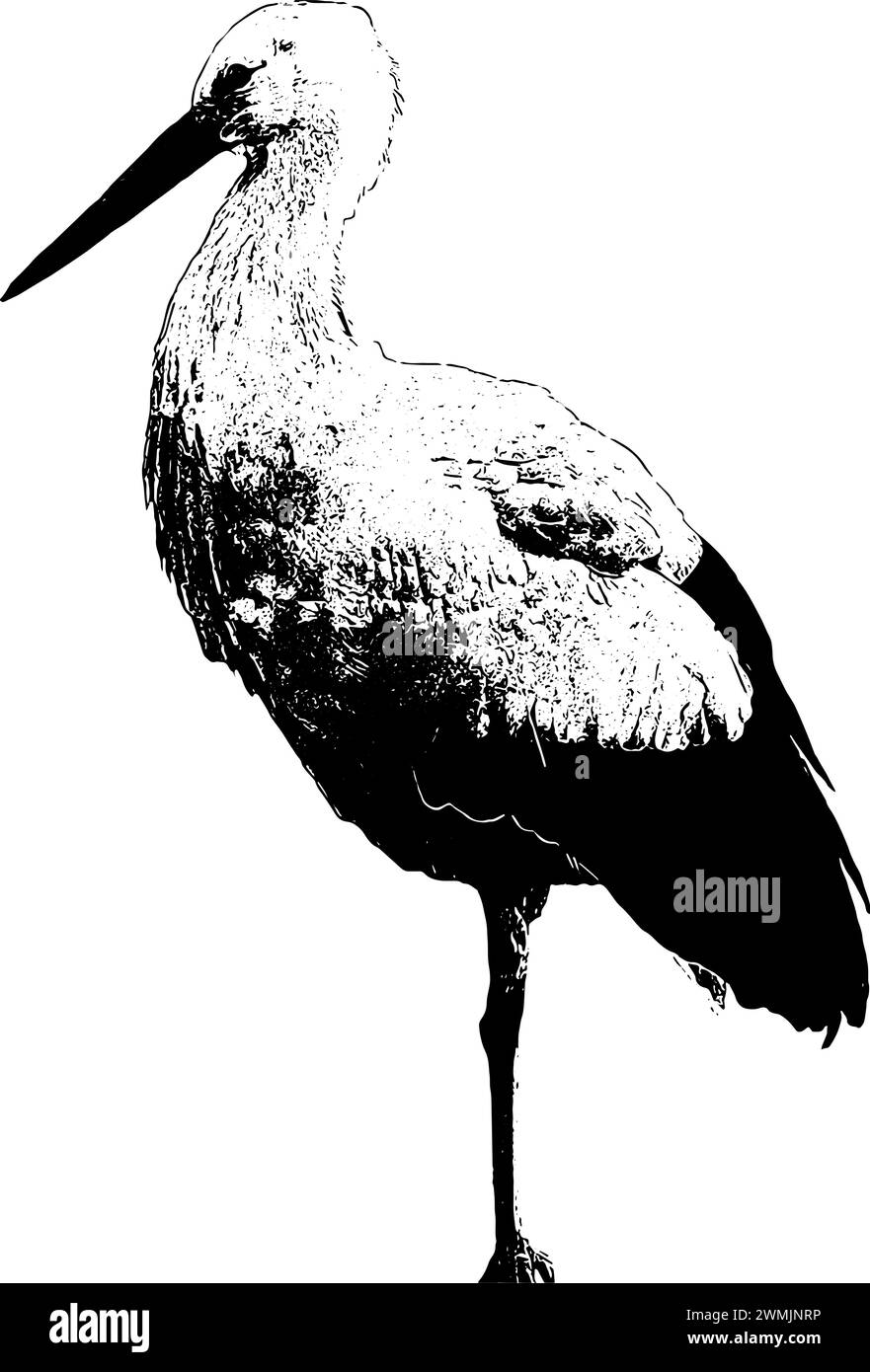 Schizzo di cicogna bianca, in nero, isolato Illustrazione Vettoriale
