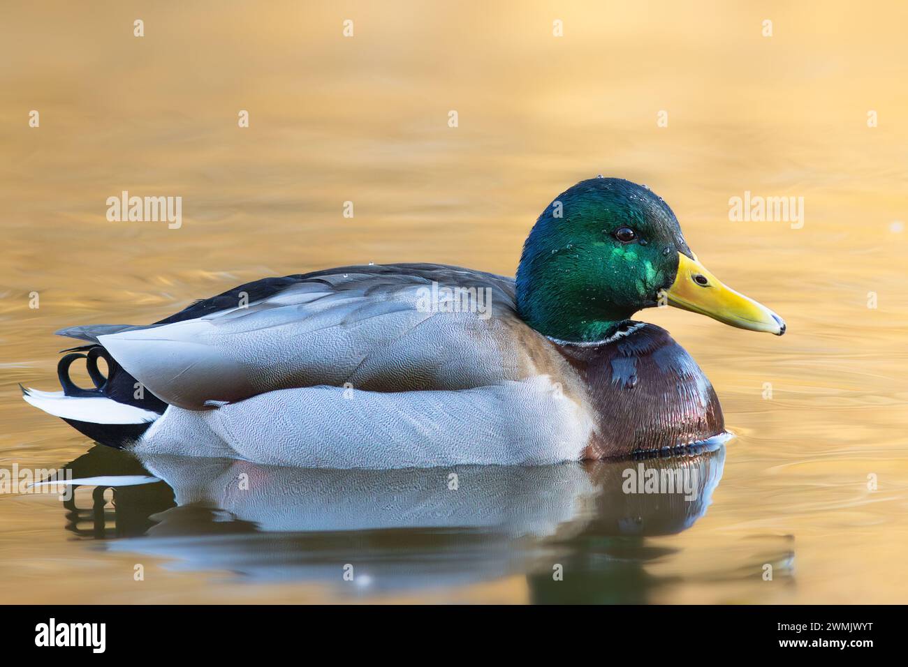 Maschili che nuotano sulla superficie dell'acqua, splendidi riflessi all'alba (Anas platyrhynchos) Foto Stock