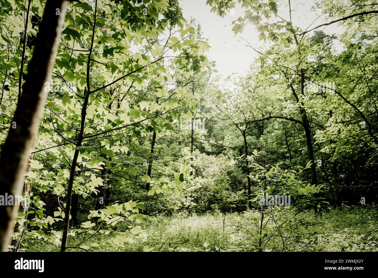 Estate nelle Great Smoky Mountains Foto Stock