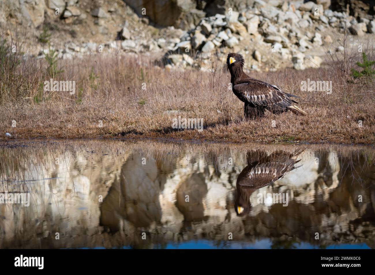 Aquila di mare di Steller (Haliaeetus pelagicus), nota anche come aquila di mare del Pacifico o aquila dalle spalle bianche. Foto Stock