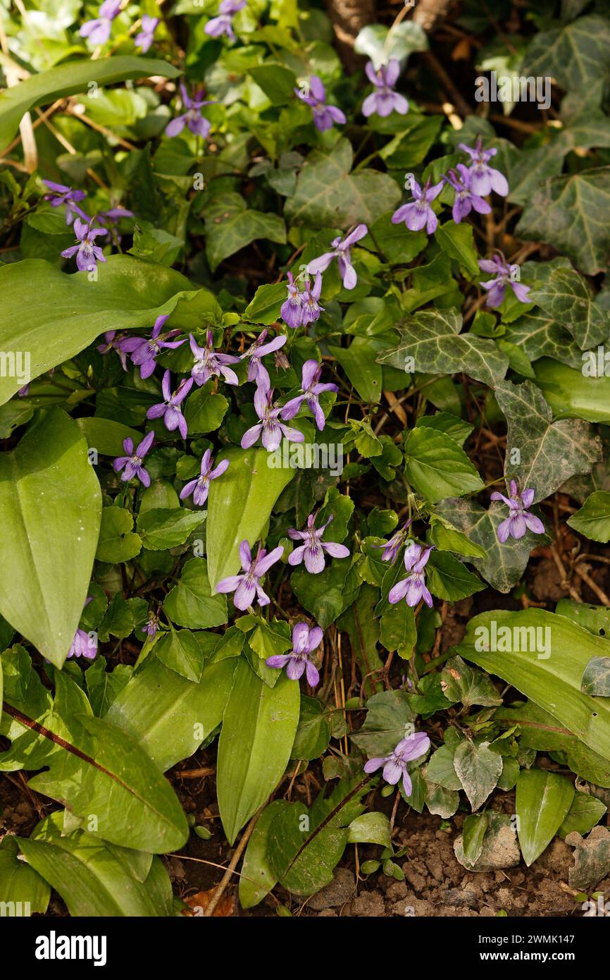 Viola reichenbachiana "Early Dog-Violet" Foto Stock