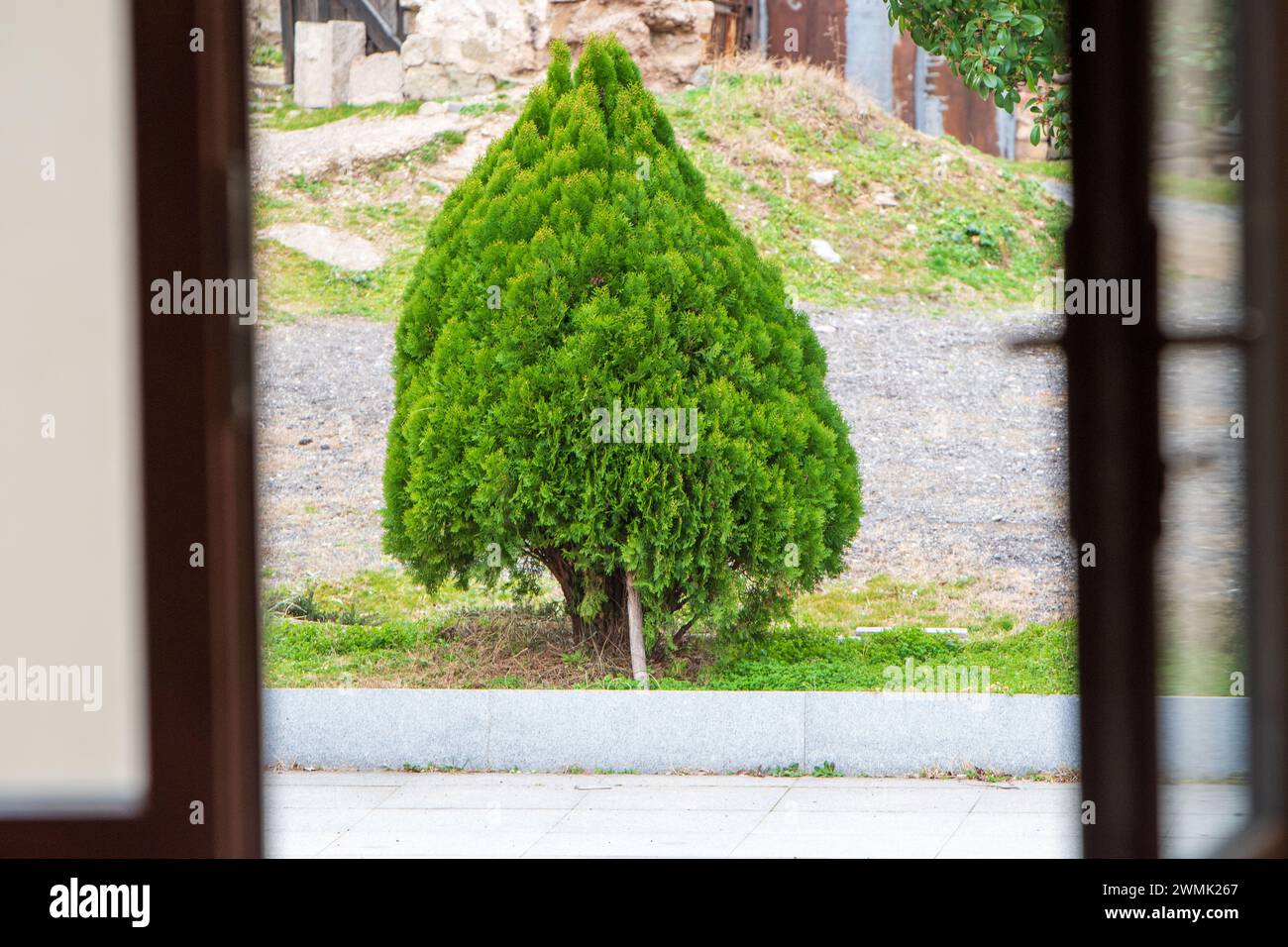 Portale incantato. Un albero sempreverde incorniciato adorna la porta aperta in un'oasi di giardino. Foto Stock