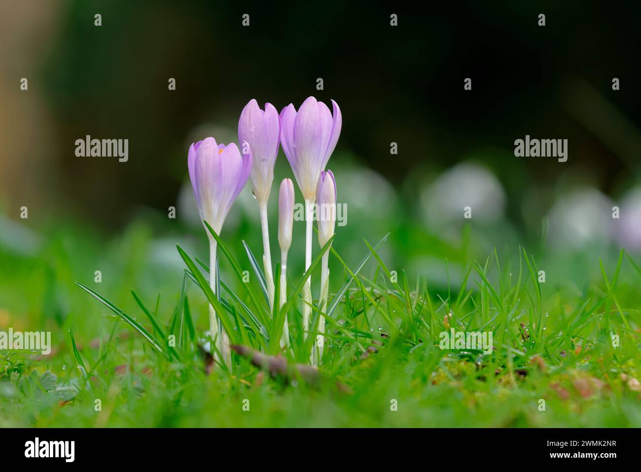 I crochi primaverili fioriscono in un prato erboso Foto Stock