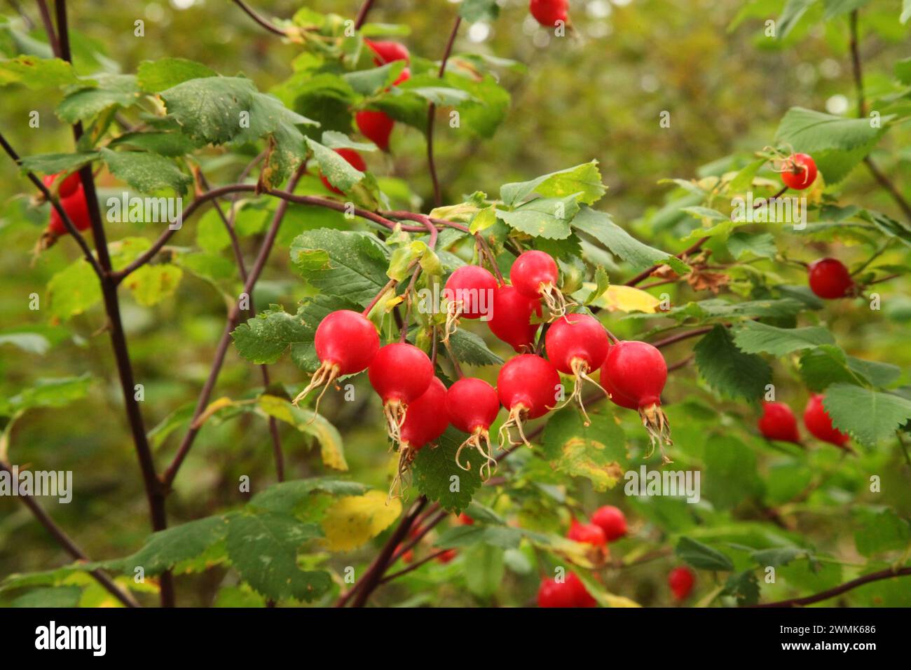 Gruppo di fianchi rosa (Wild Rose) di colore rosso brillante su rami con foglie verdi nelle Blue Mountains, Oregon Foto Stock