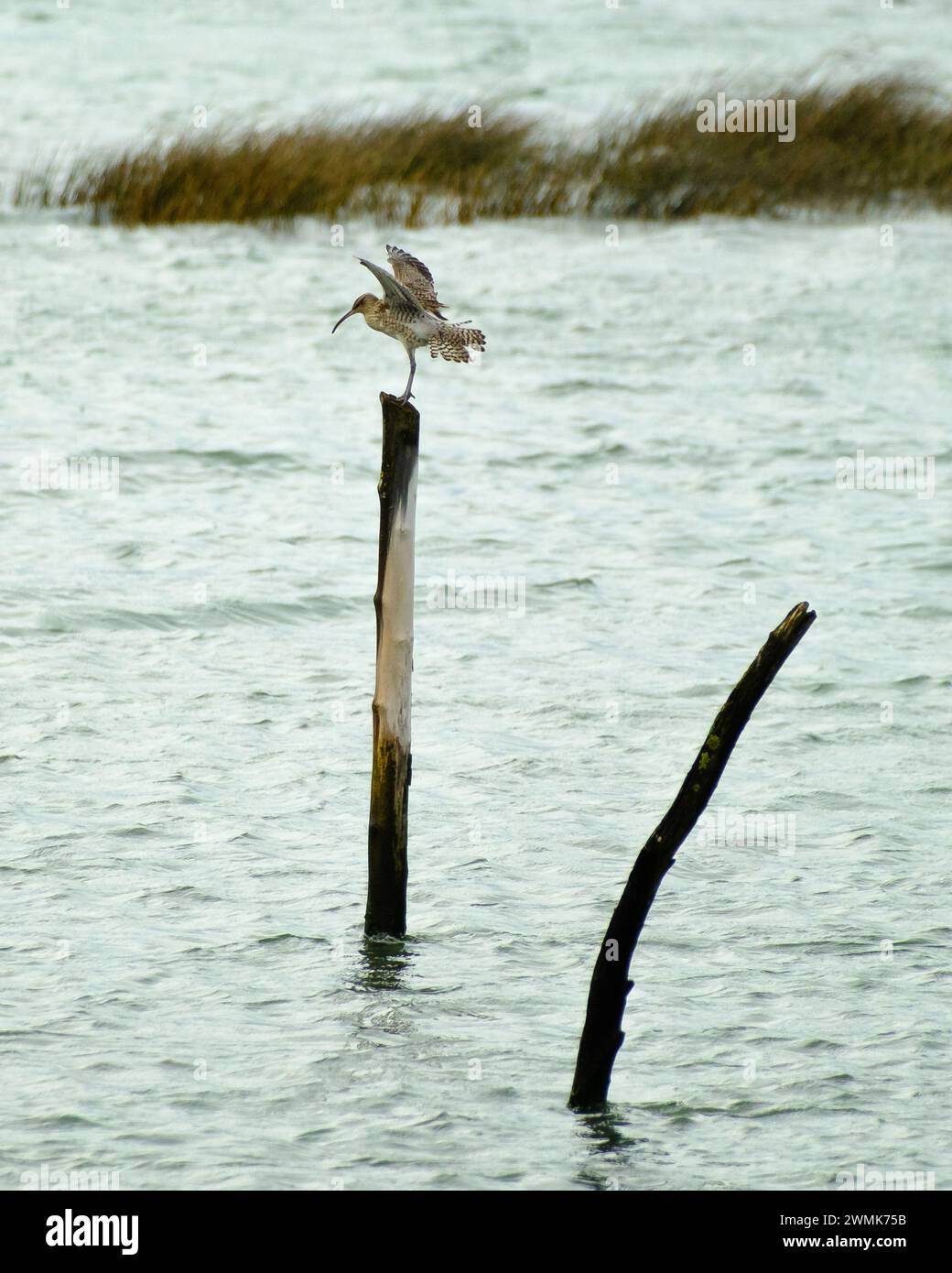 Un uccello marino gioca con le correnti d'aria su un bastone in una palude, hai piume bianche e marrone chiaro e sei in punta di piedi come una ballerina. Foto Stock