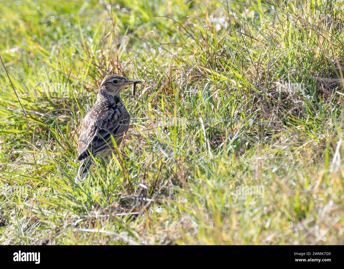 Skylark (Alauda arvensis) sale nei cieli sopra Bull Island, la sua canzone esultante che riecheggia attraverso le pianure costiere di Dublino, Irlanda. Foto Stock