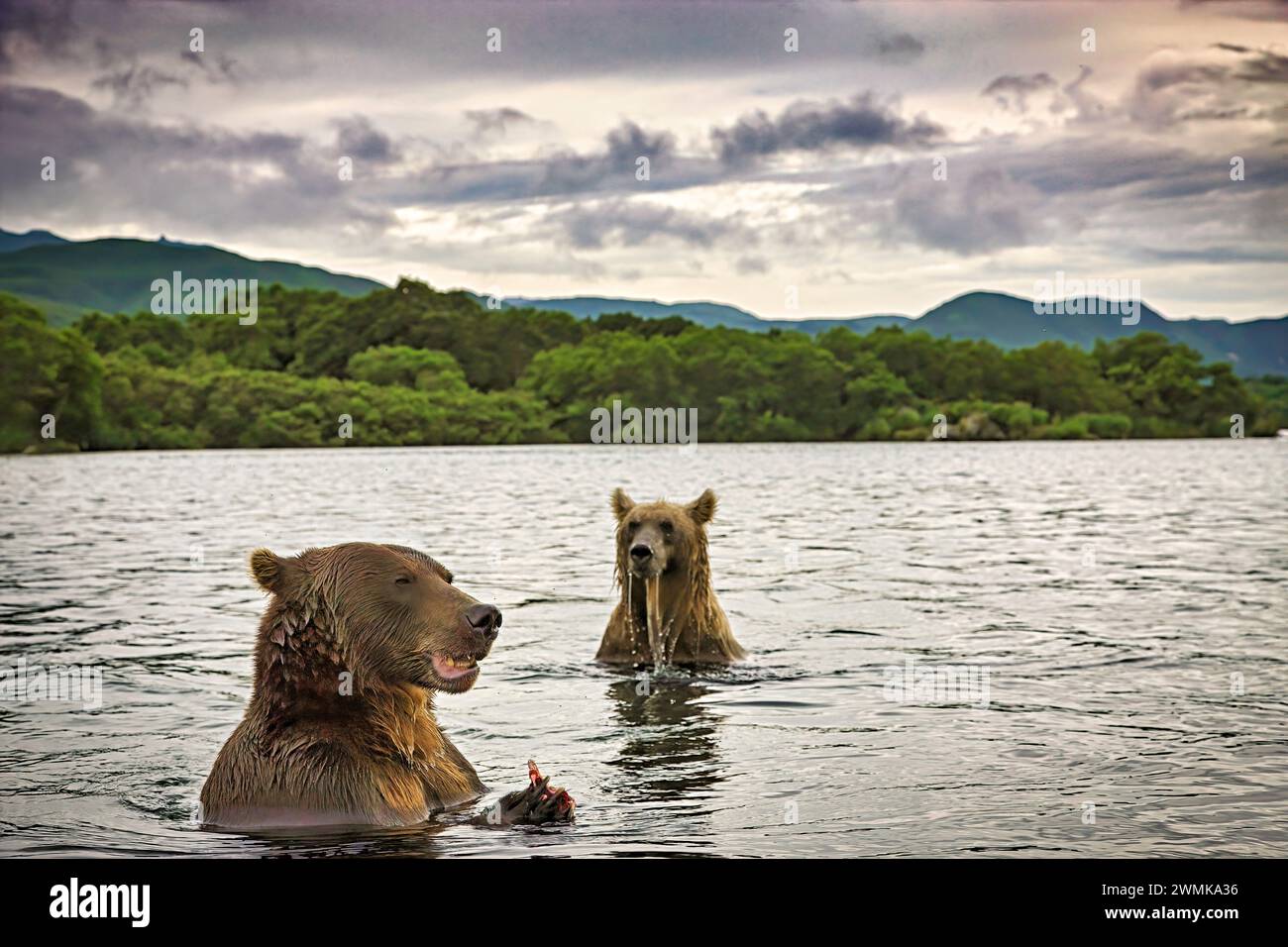Gli orsi bruni (Ursus arctos) pescano il salmone nel lago Kuril. Così tanti salmoni: Rosa, chum, sockeye, coho, chinook, e masu—inondano le acque che... Foto Stock