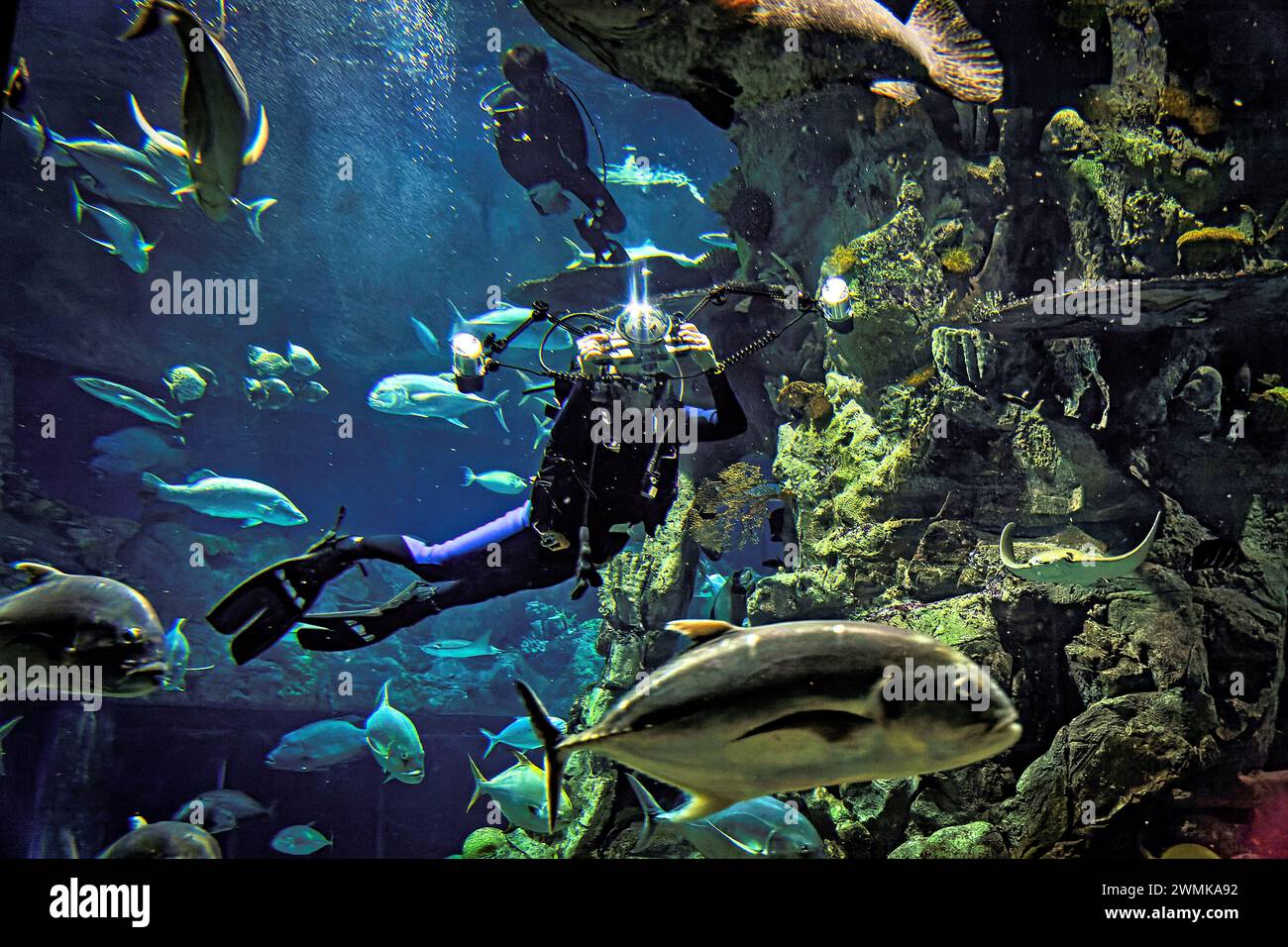 Il fotografo scatta foto all'interno di un acquario; Hong Kong Foto Stock