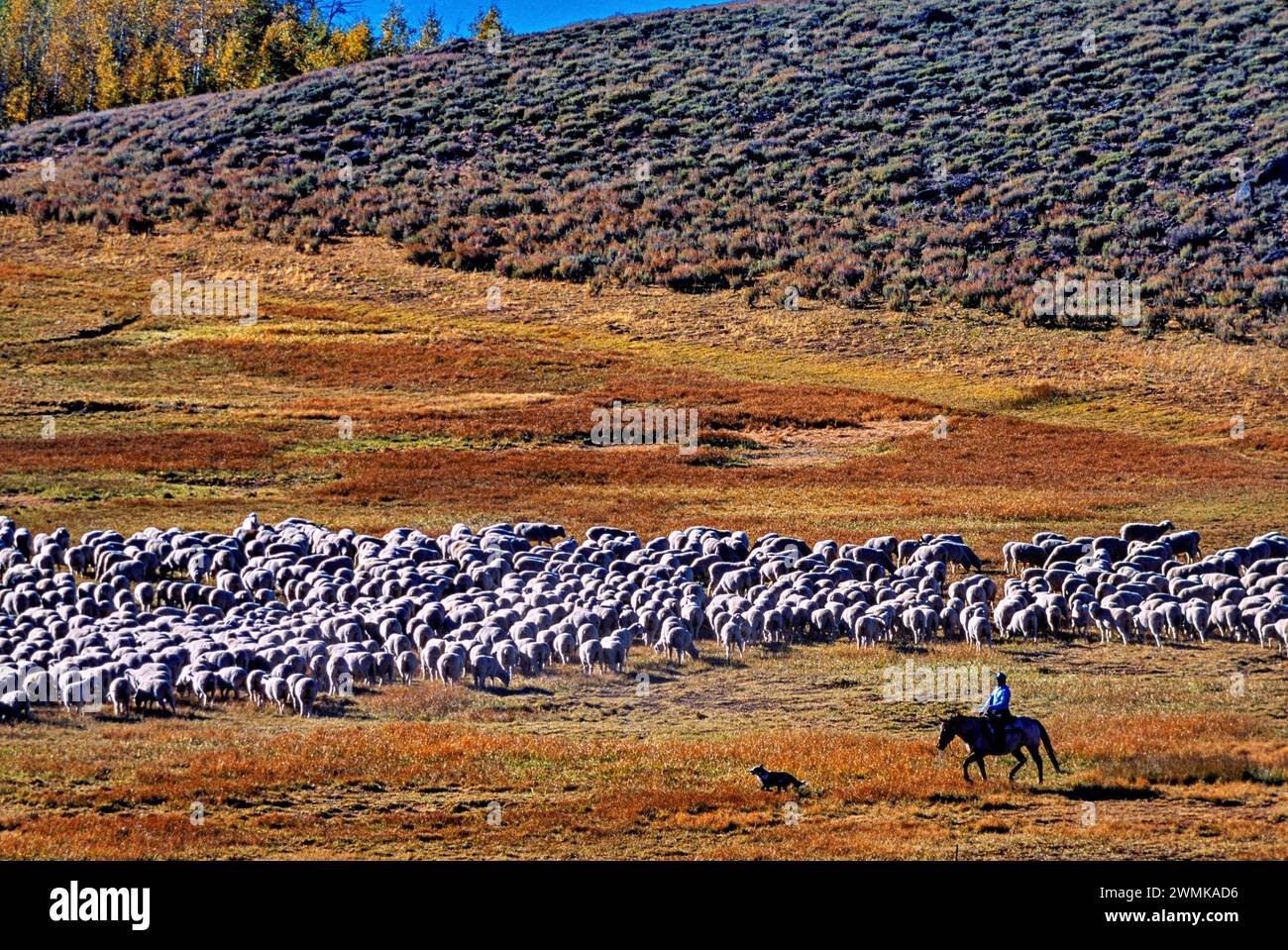 Rancher a cavallo accompagnato dal suo cane conduce una mandria di pecore attraverso l'areale aperto e le erbe dell'alto deserto di Steens Mountain, Oregon Foto Stock