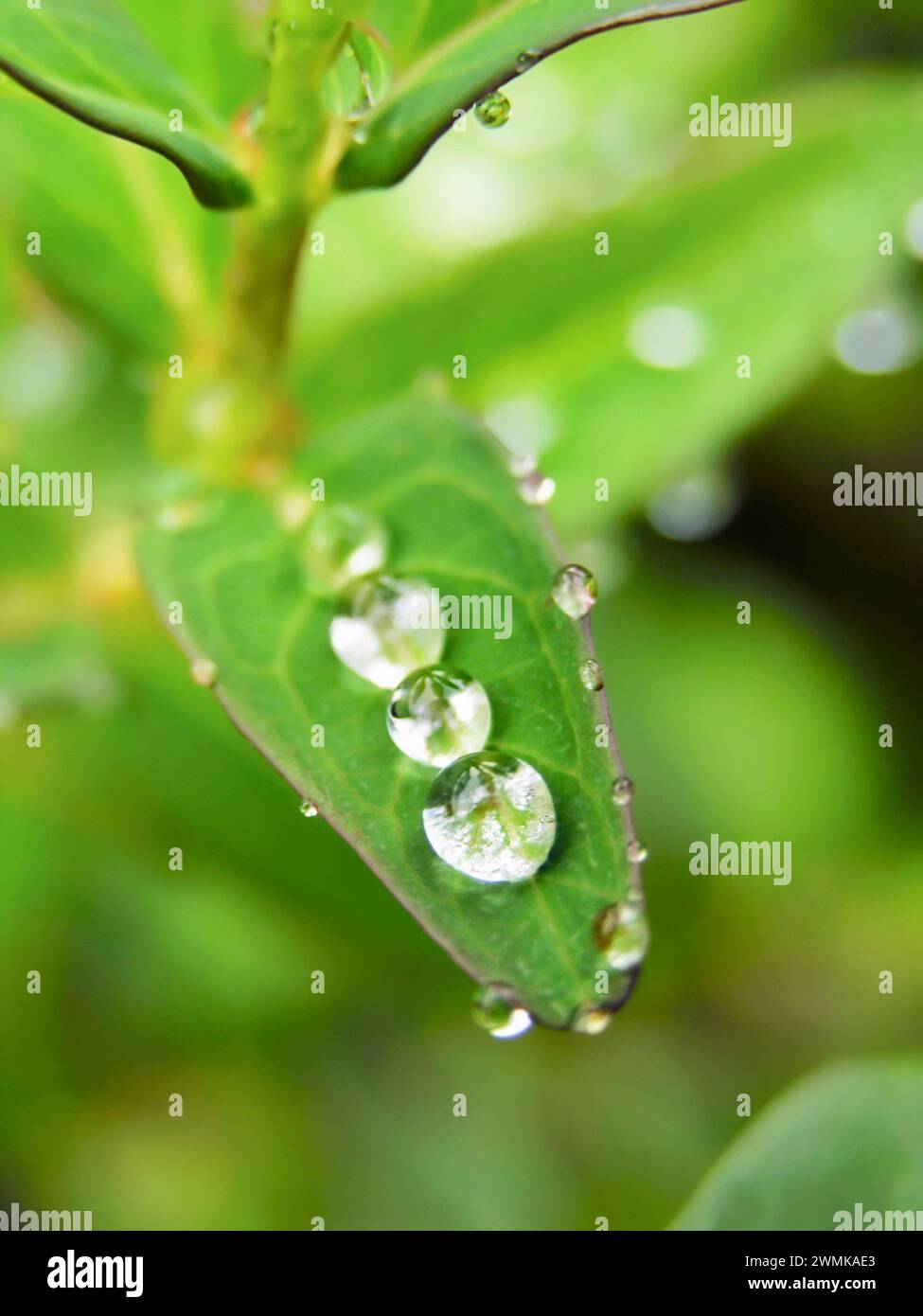 Le gocce di pioggia rotonde e gioiello riposano su una foglia di San Pianta di erba di John (hypericum graveolens) Foto Stock