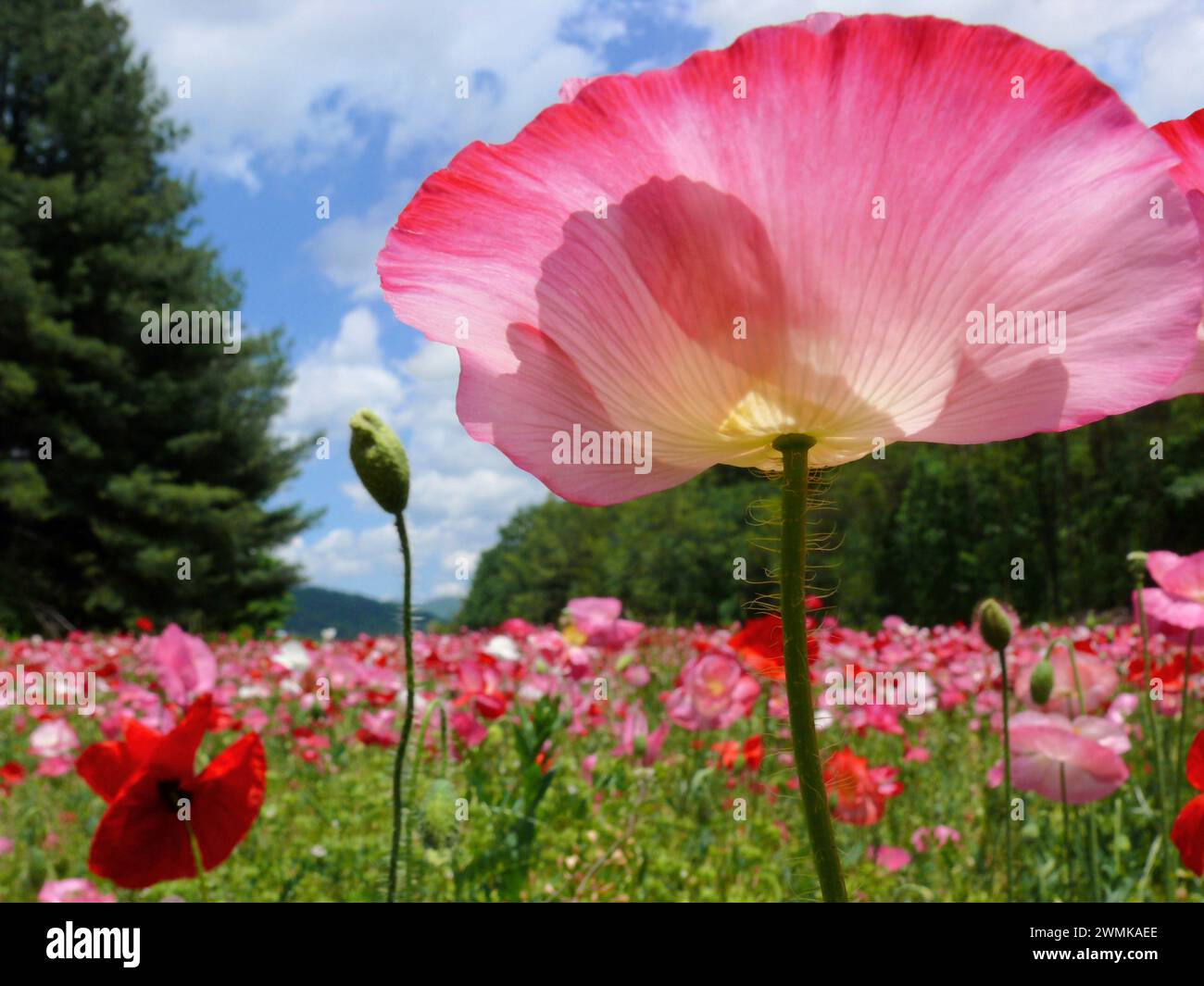 Petali di papavero rosa brillano sopra un campo di papaveri (Papaver dubium) al sole del pomeriggio Foto Stock