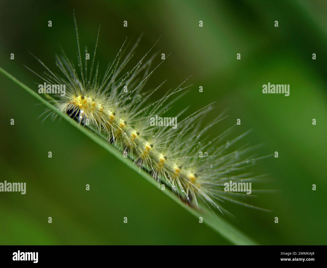 Il webworm autunnale caterpillar (Hyphantria cunea) con gocce di pioggia caduta su di esso; North Carolina, Stati Uniti d'America Foto Stock