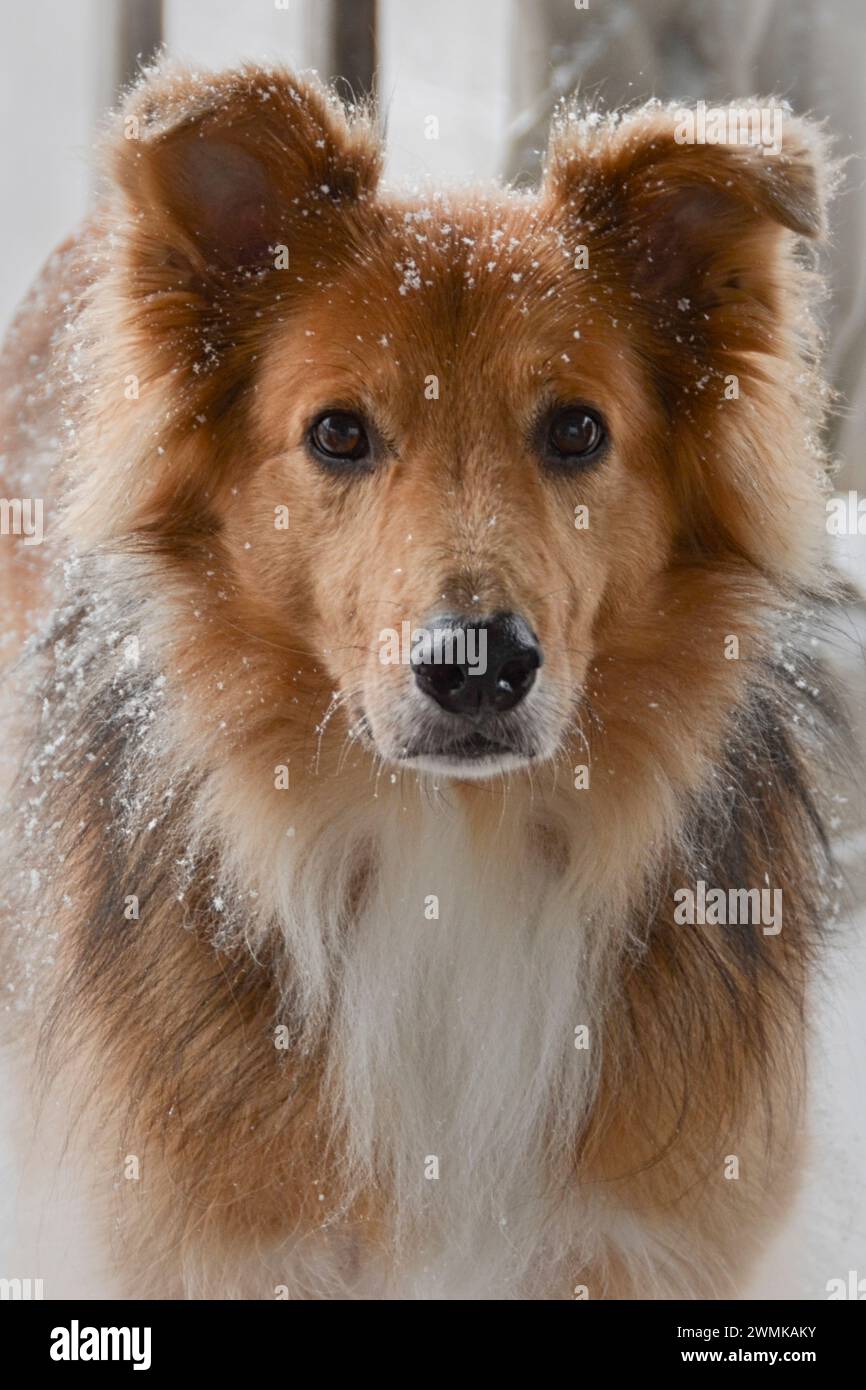 Ritratto ravvicinato di un cane ricoperto di fiocchi di neve Foto Stock