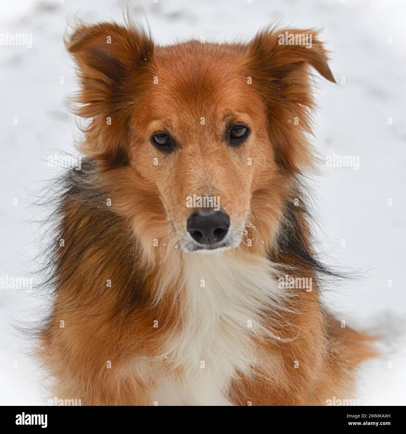 Ritratto di un cane da allevamento di razza mista nella neve Foto Stock