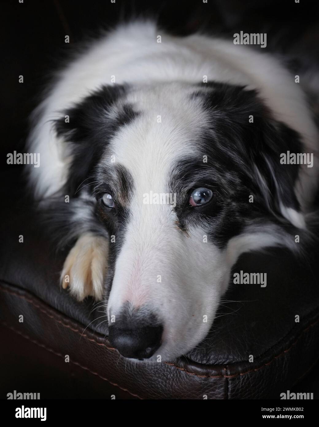 Ritratto ravvicinato di un cane dagli occhi azzurri appoggiato sui mobili Foto Stock