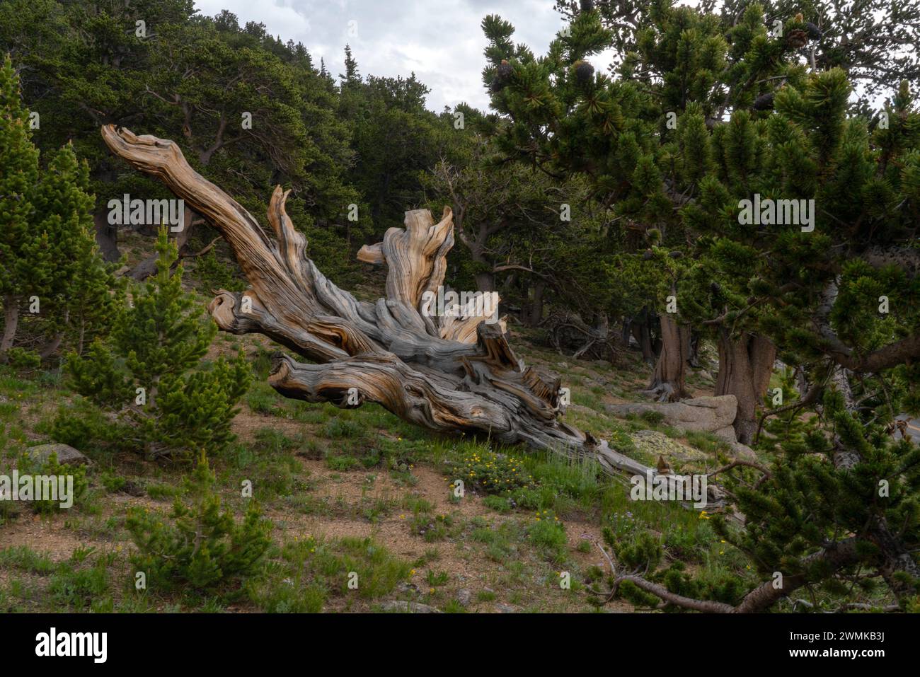 I pini Bristlecone crescono sul versante montuoso di una montagna del Colorado. Questi sono alberi molto vecchi; Denver, Colorado, Stati Uniti d'America Foto Stock