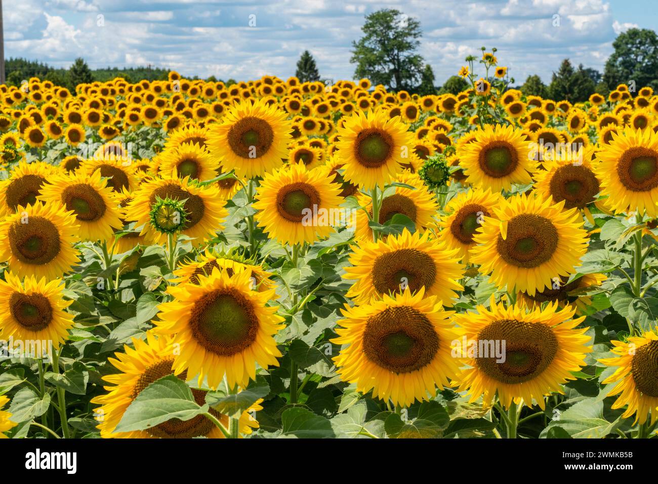 Campo di girasoli in fiore nell'Ontario sudoccidentale; Strathroy, Ontario, Canada Foto Stock