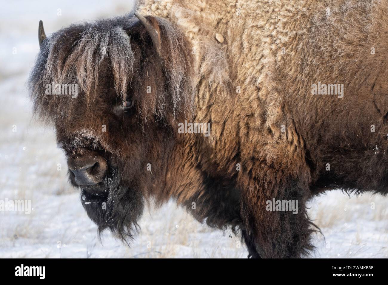 Bisonte dai capelli bellissimi che guardano la macchina fotografica e si trovano nella neve del Grasslands National Park; Val Marie, Saskatchewan, Canada Foto Stock
