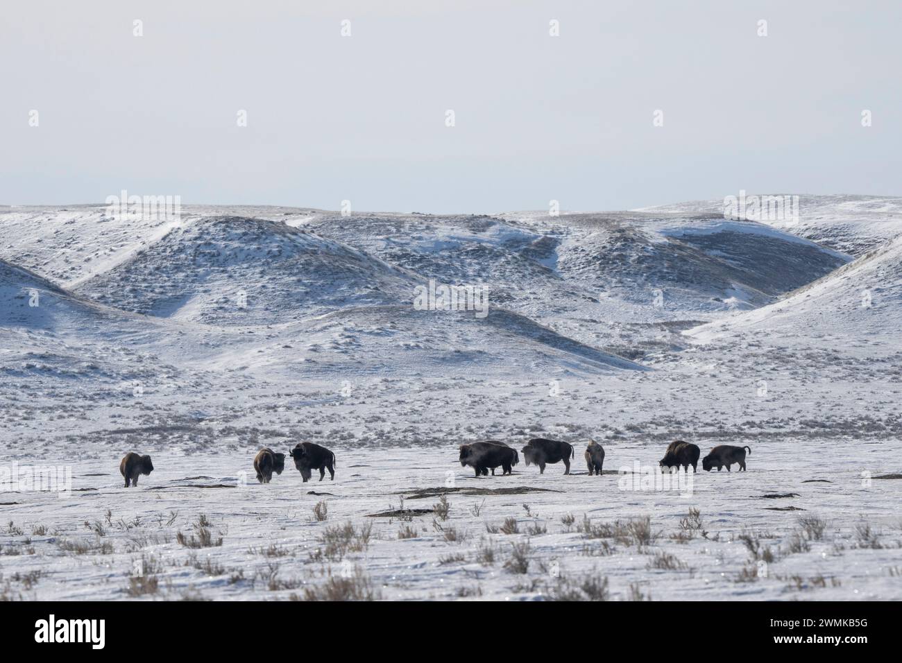 Gruppo di bisonti appesi intorno alle colline del Grasslands National Park; Val Marie, Saskatchewan, Canada Foto Stock