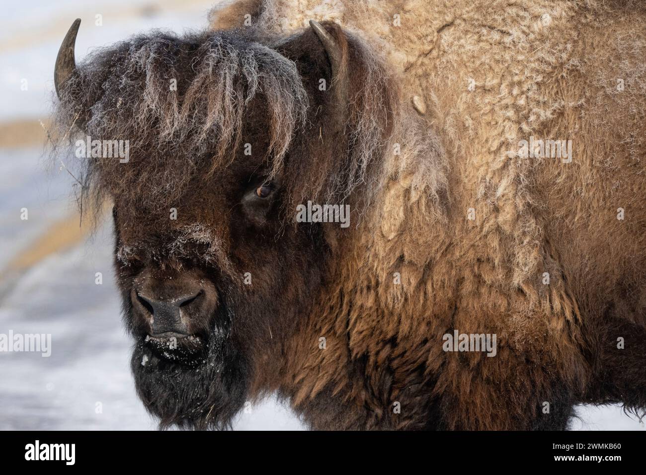 Bisonte dai capelli bellissimi che guardano la macchina fotografica e si trovano nella neve del Grasslands National Park; Val Marie, Saskatchewan, Canada Foto Stock