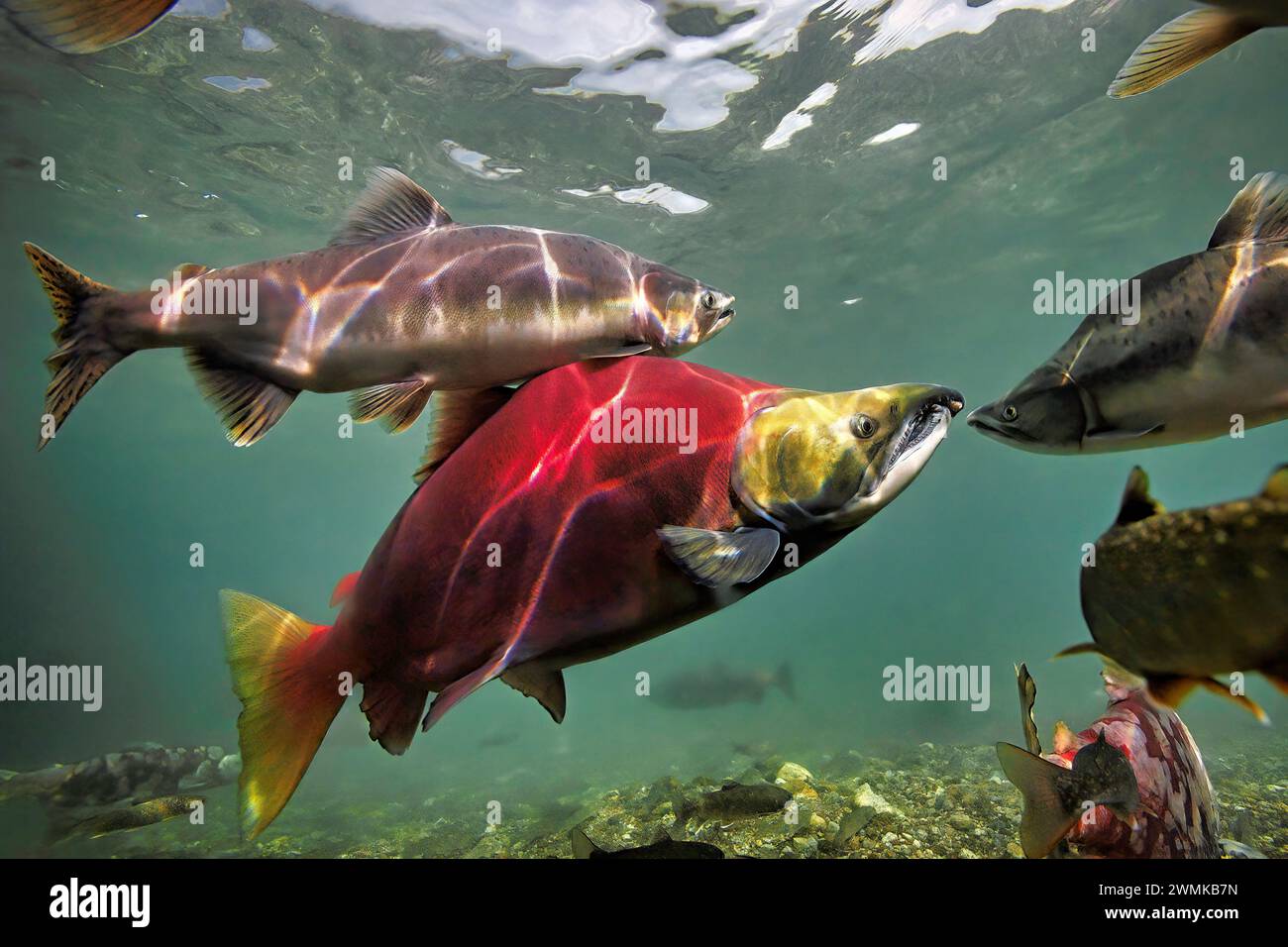 Colorato salmone riproduttore nel fiume Ozernaya. I salmoni si trasformano da missili d'argento nell'oceano a creature dai colori vivaci mentre realizzano il loro... Foto Stock