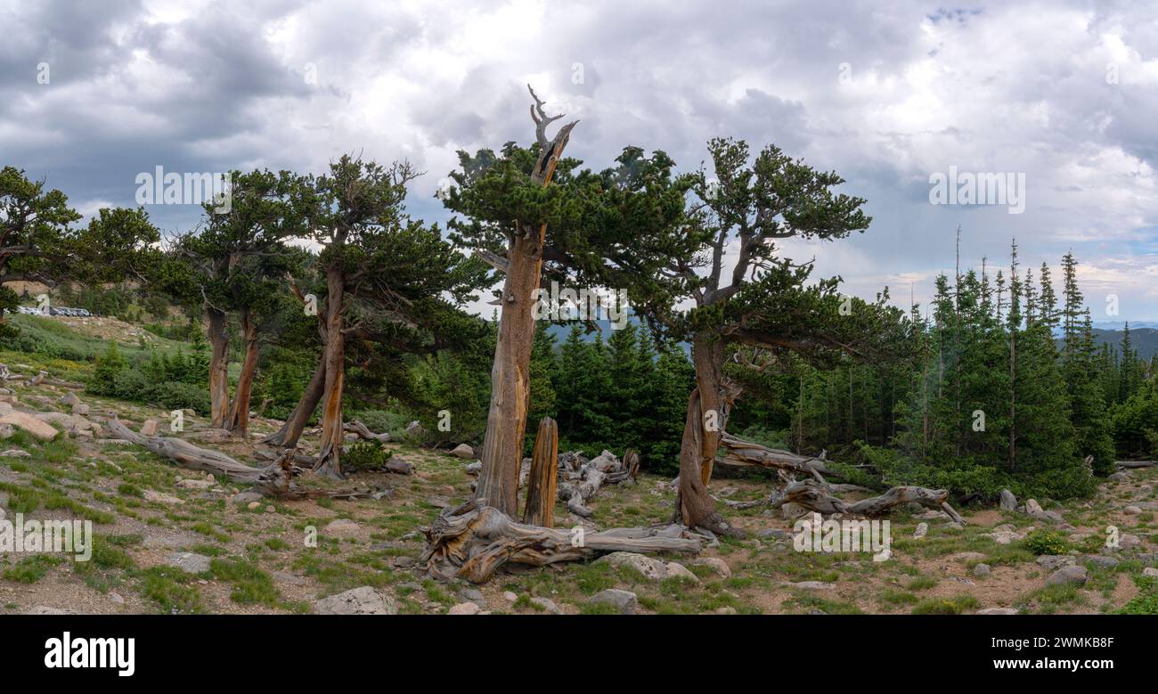 I pini Bristlecone crescono sul versante montuoso di una montagna del Colorado. Questi sono alberi molto vecchi; Denver, Colorado, Stati Uniti d'America Foto Stock