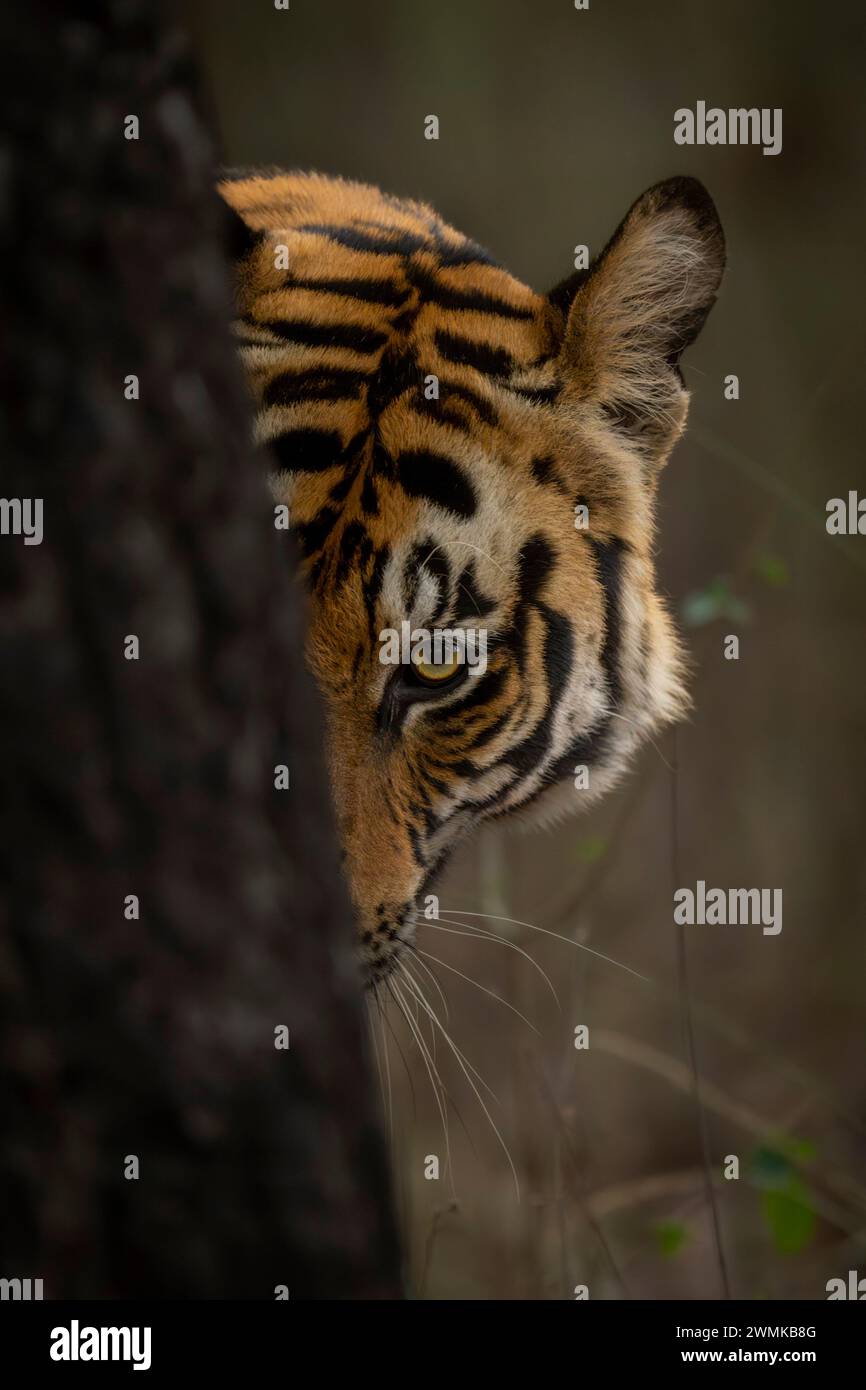 La tigre del Bengala (Panthera tigris tigris) si erge guardando intorno a un tronco di albero in una foresta. Ha strisce arancioni, nere e bianche sulla testa Foto Stock