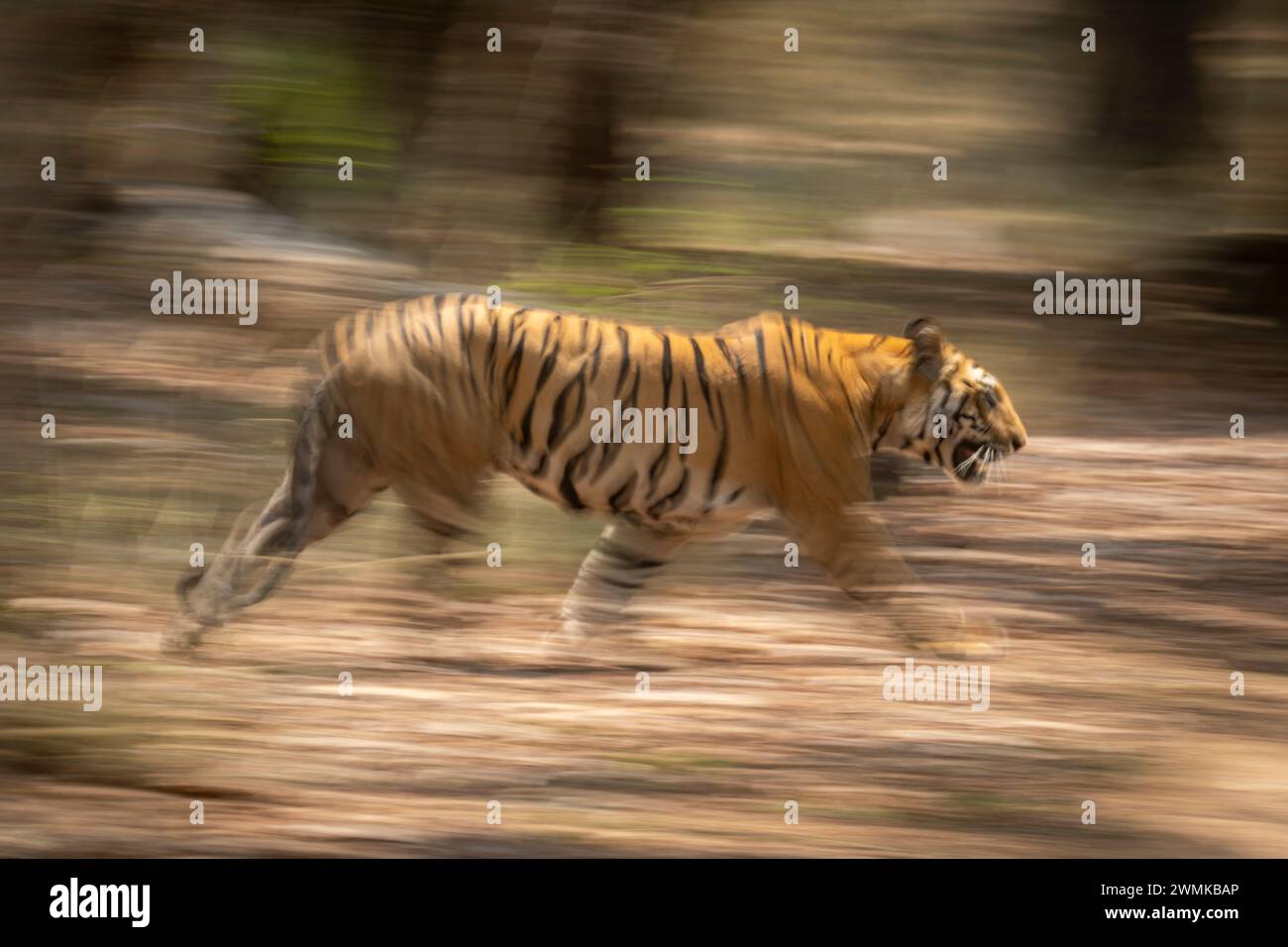 La tigre del Bengala maschile (Panthera tigris tigris) cammina attraverso la foresta, che è sfocata sullo sfondo. Ha delle strisce arancioni e nere con il bianco... Foto Stock