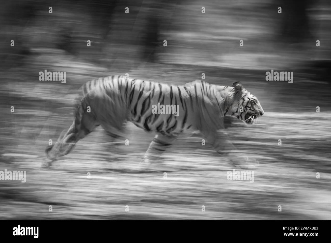 La tigre del Bengala maschile (Panthera tigris tigris) cammina attraverso la foresta, che è sfocata sullo sfondo. Ha delle strisce arancioni e nere con il bianco... Foto Stock