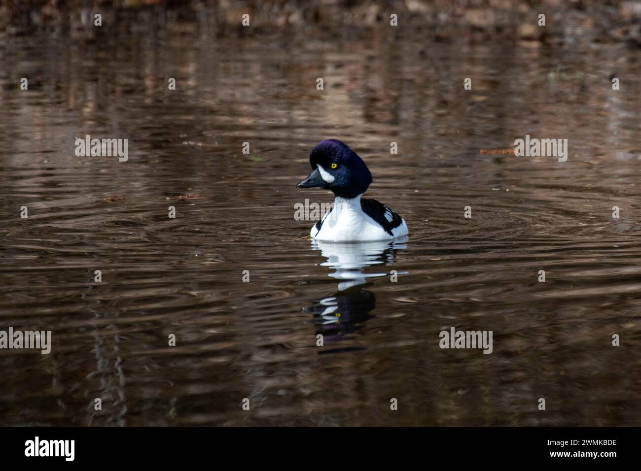 Maschio, Barrow's GoldenEye (Bucephala islandica) che nuota in uno stagno lungo la Cassiar Highway nella Columbia Britannica; Columbia Britannica, Canada Foto Stock