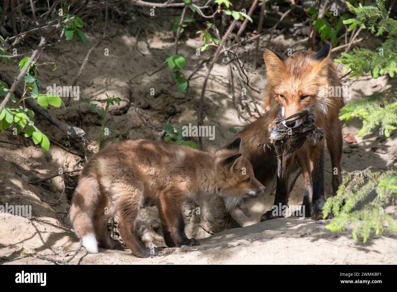 Xox rosso femmina (Vulpes vulpes) che porta un robin morto (Tudus mifratorius) nel suo kit di fronte alla loro tana vicino a Fairbanks Foto Stock