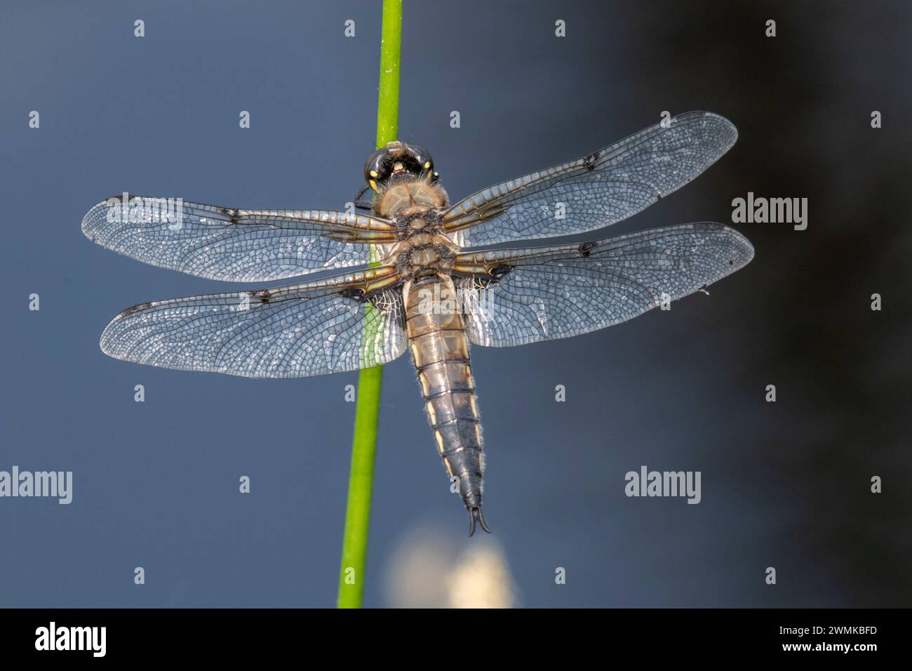 Ritratto ravvicinato dello skimmer a quattro macchie (Libellula quadrimaculata), l'insetto ufficiale dello stato dell'Alaska, presso l'Università dell'Alaska Fairbanks i... Foto Stock