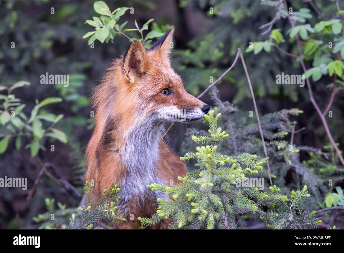 Ritratto ravvicinato di una volpe rossa (Vulpes vulpes) che guarda sul lato vicino a Fairbanks; Fairbanks, Alaska, Stati Uniti d'America Foto Stock