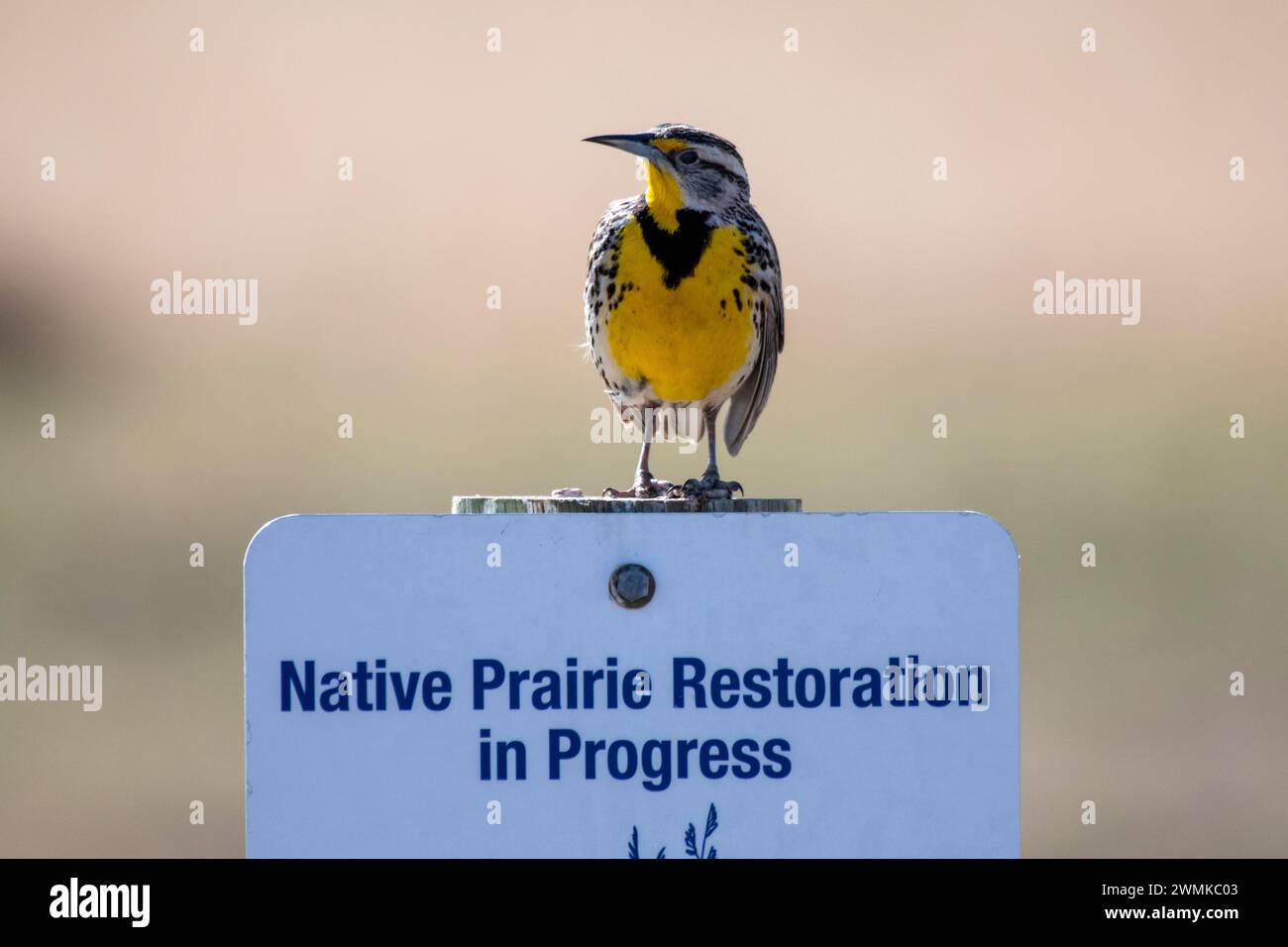 WESTERN Meadowlark (Sturnella neglecta) appollaiato su un cartello interpretativo nel Rocky Mountain Arsenal National Wildlife Refuge, Colorado, USA Foto Stock