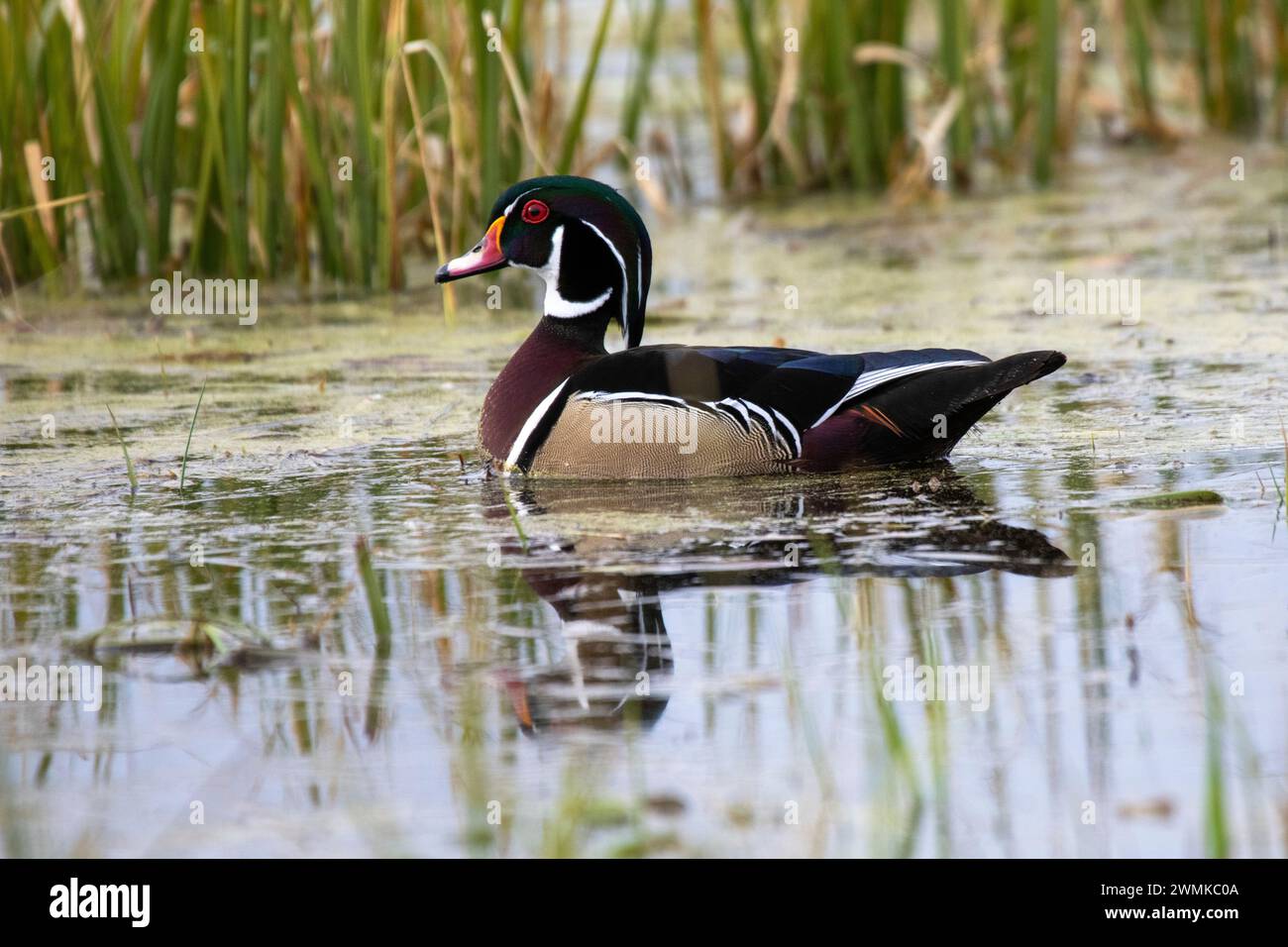 Anatra di legno maschile (Aix sponsa) che nuota in uno stagno vicino al Nine Pipes National Wildlife Refuge; Charlo, Montana, Stati Uniti d'America Foto Stock
