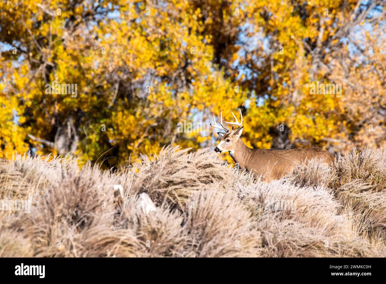 Il cervo dalla coda bianca (Odocoileus virginianus) è circondato da un fogliame di colore autunnale nella riserva naturale nazionale Rocky Mountain Arsenal, colore... Foto Stock