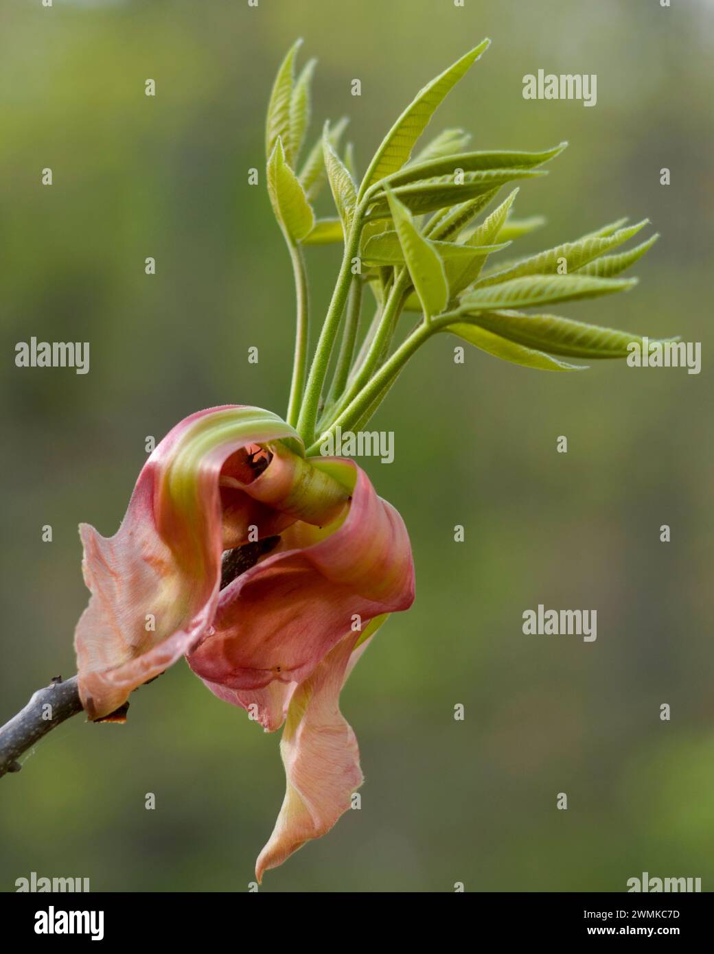 Vista ravvicinata delle foglie di buco giallo (Aesculus flava) come appaiono per la prima volta in primavera; Fairview, Carolina del Nord, Stati Uniti d'America Foto Stock