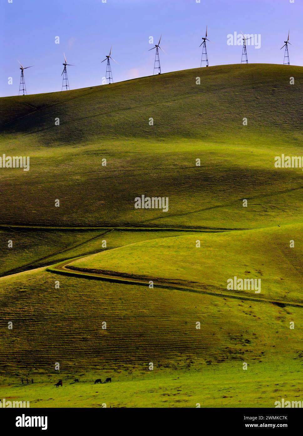 Le mucche nella valle sono nanizzate da turbine eoliche che costeggiano la cima di un crinale. Le turbine eoliche costeggiano un crinale montano sopra una fertile valle agricola Foto Stock